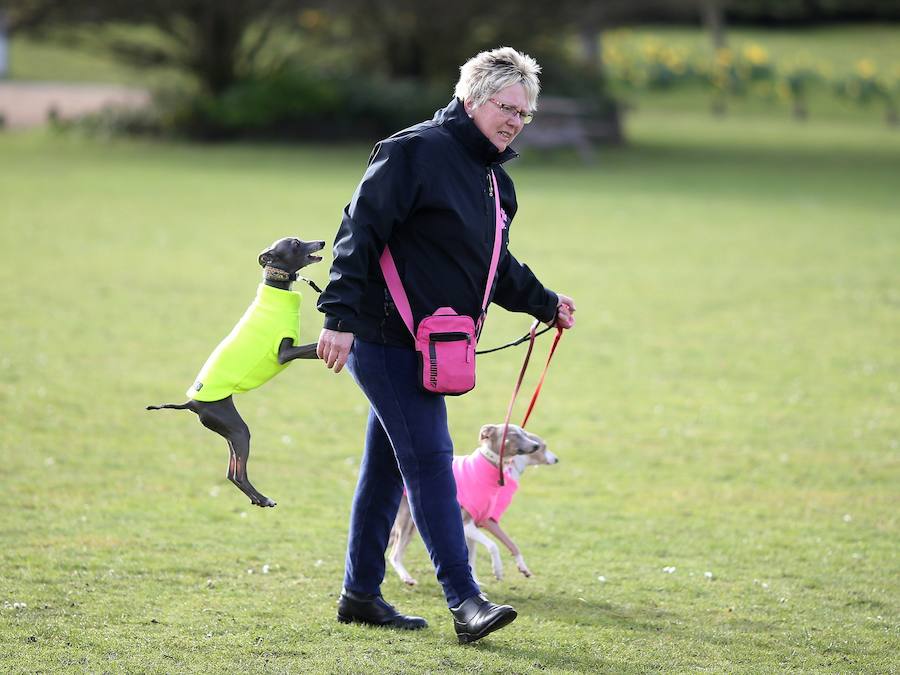 Exposición canina en Birmingham: 22.000 perros participarán en el mayor concurso del mundo