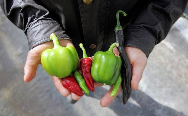 Un estudio valenciano resuelve el debate sobre las verduras ecológicas