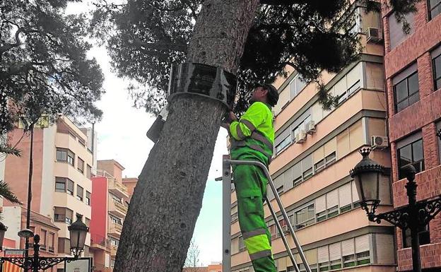 Intensifican la lucha contra la procesionaria en varios puntos