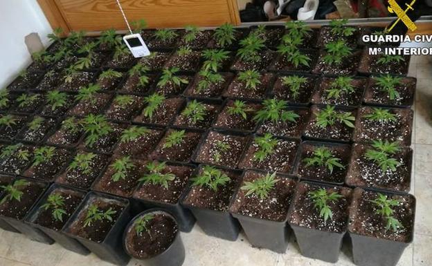 La Guardia Civil desmantela en Pego dos puntos de venta de marihuana