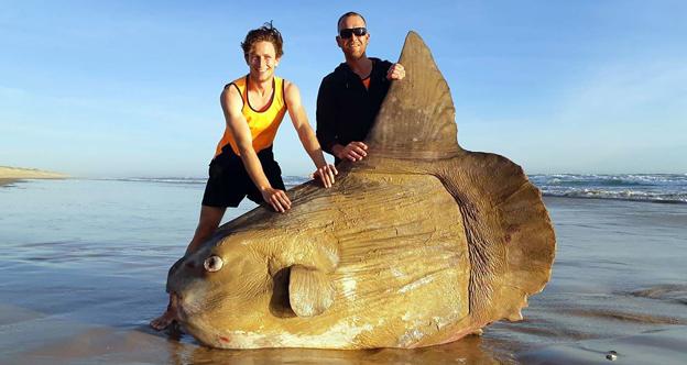 Un pez 'mola mola' gigante encalla en una playa de Australia