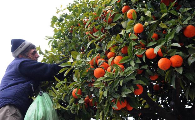 Las 16 medidas del Gobierno para revitalizar el mercado de los cítricos