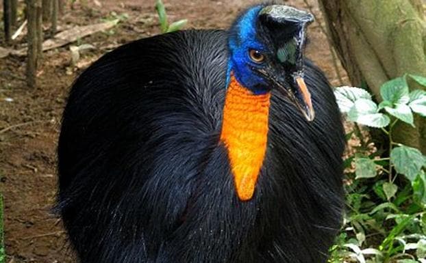 Un ave gigante mata con sus garras a un hombre mientras la alimentaba