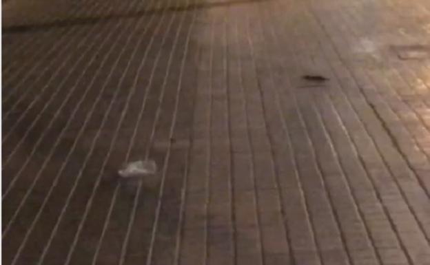 Ratas junto a la Ciudad de la Justicia de Valencia