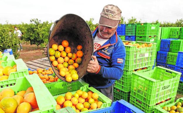 La quiebra en cadena de firmas citrícolas amenaza a más de un millar de agricultores