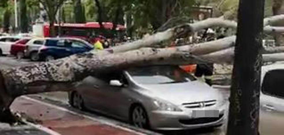 Un árbol se desploma y destroza un coche frente al colegio El Pilar de Valencia