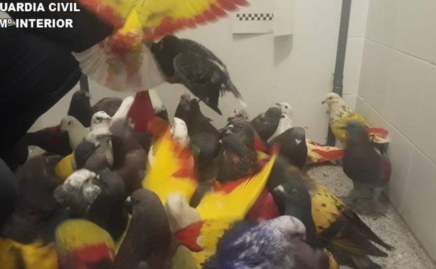 Detenidos por robar 42 palomos de competición valorados en 55.000 euros