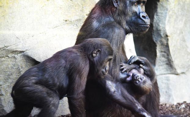 El último bebé en llegar a la familia gorila del Bioparc ya tiene nombre