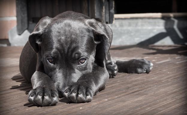 Casi 40 perros abandonados desfilarán en el Bioparc para ser adoptados