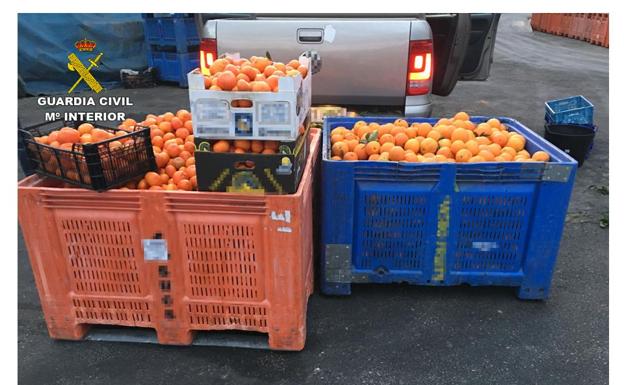 Falsifican cientos de documentos agrícolas para poder vender 537 toneladas de naranjas robadas en Calpe