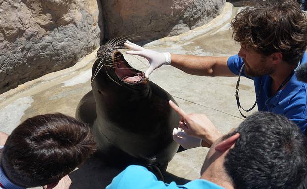 Operada con éxito una leona marina del Oceanogràfic de Valencia