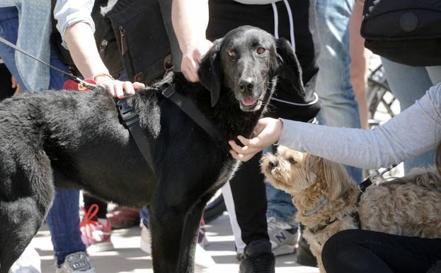 Desfile de adopción de perros abandonados en Valencia