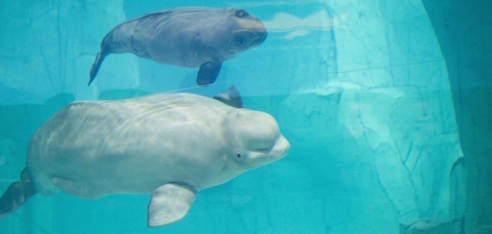 El Oceanogràfic recibirá dos nuevas belugas desde Canadá