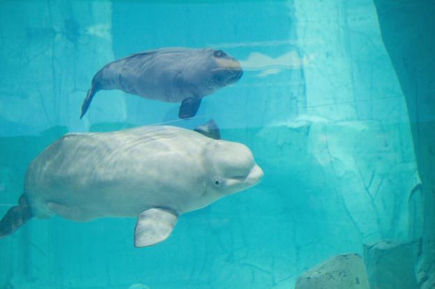 El Oceanogràfic recibirá dos nuevas belugas desde Canadá