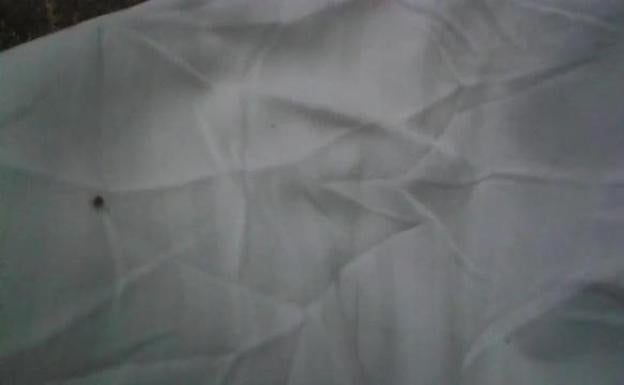 Un hospitalizado graba las chinches del Clínico de Valencia