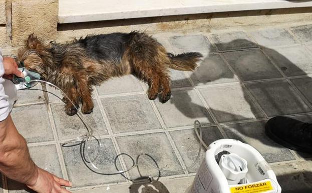 Tres personas y dos perros, rescatados de un incendio en una casa en Utiel