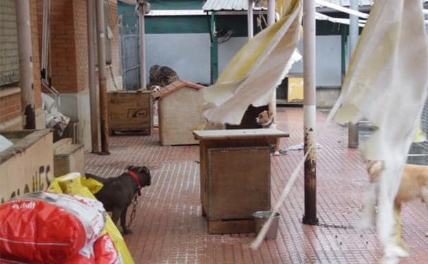 PACMA denuncia la situación del refugio de animales de Benimàmet