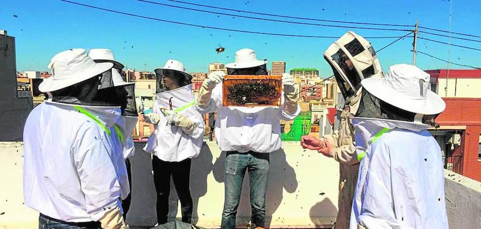Una asociación de apicultores quiere instalar cinco colmenas en un solar junto a La Rambleta