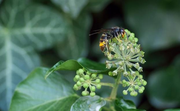 Fallece un hombre tras la picadura de una avispa asiática