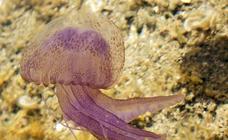 La 'carabela portuguesa' vuelve a España: qué es esta falsa medusa y por qué su picadura es tan venenosa