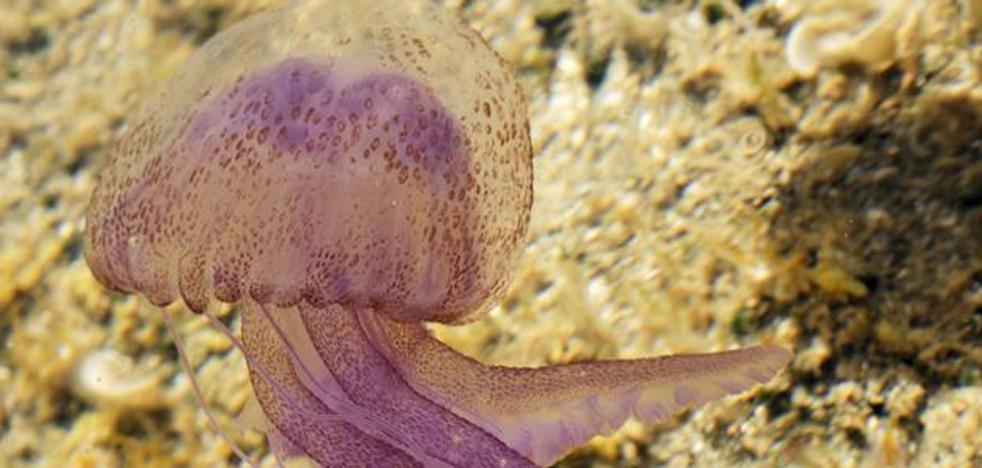 La 'carabela portuguesa' vuelve a España: qué es esta falsa medusa y por qué su picadura es tan venenosa