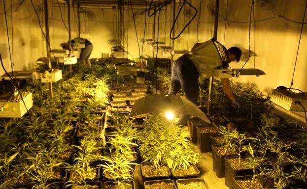 Cae en Valencia una organización criminal que explotaba a seis personas y se dedicaba al cultivo al por mayor de marihuana