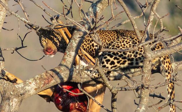 Un leopardo mata a un niño de dos años en uno de los Parques Naturales más visitados de Sudáfrica