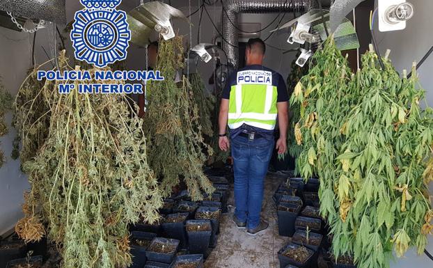 La Policía Nacional desmantela en Dénia una plantación de marihuana y detiene a tres personas