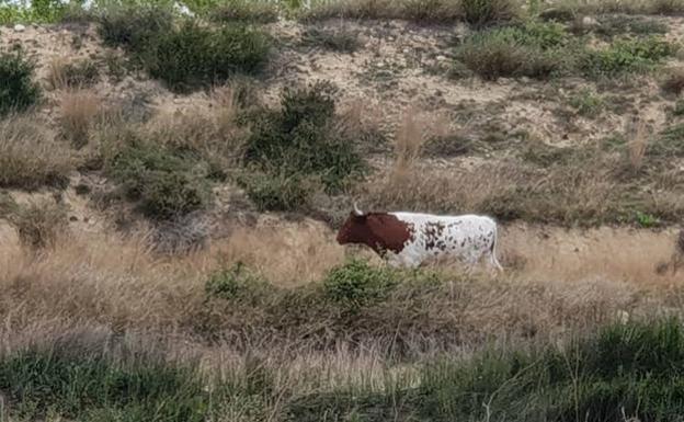 Una vaca se escapa dos veces en 24 horas de un corral y campa por Nules