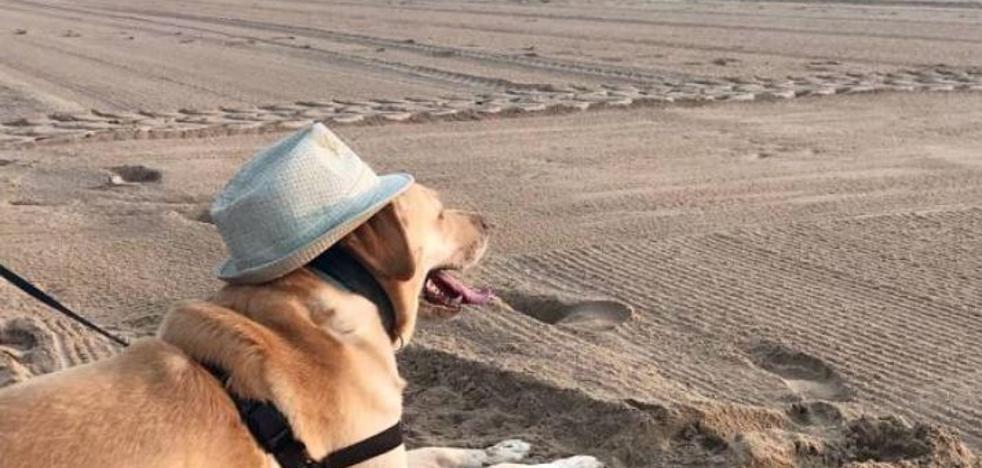 Las mejores playas para perros en Valencia, Alicante y Castellón