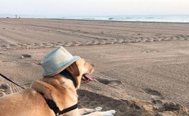 Las mejores playas para perros en Valencia, Alicante y Castellón