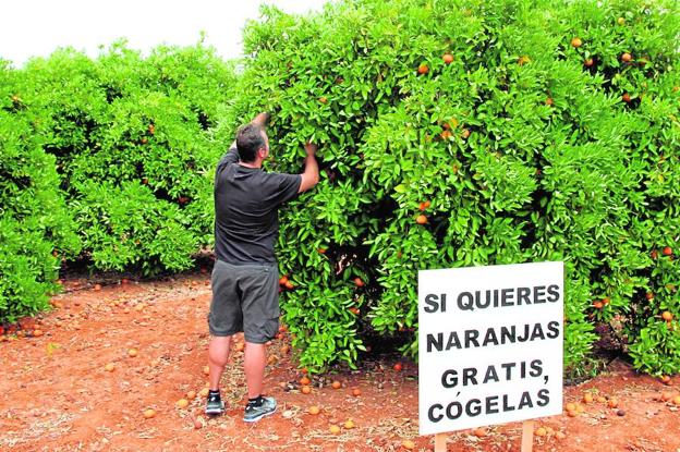 Naranjas gratis al no poder venderlas