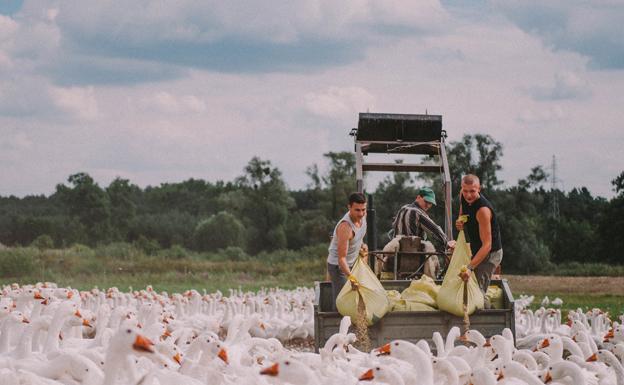 'Light as feathers' de Rosanne Pel gana el premio a la mejor película en Cinema Jove