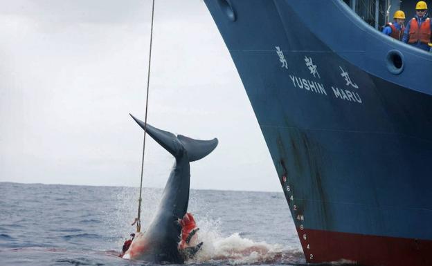 Japón reanuda este lunes la caza comercial de ballenas por primera vez en 30 años