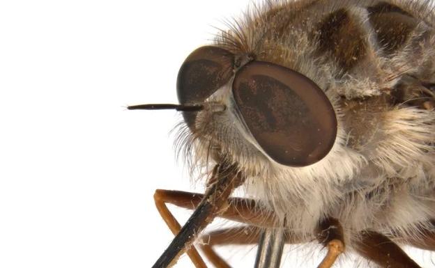 Bautizan una nueva especie de mosca con el nombre del villano de 'Juego de Tronos'