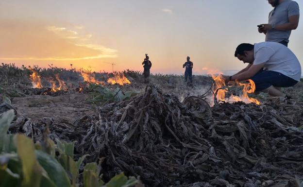 Camarena recupera la tradición de la quema de la alcachofa en la huerta valenciana