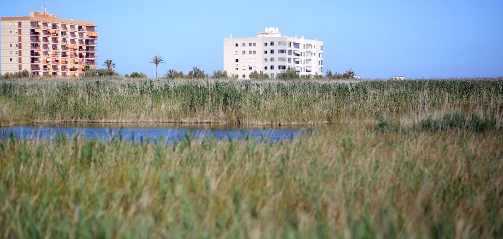 La falta de fumigación dispara las plagas de mosquito tigre