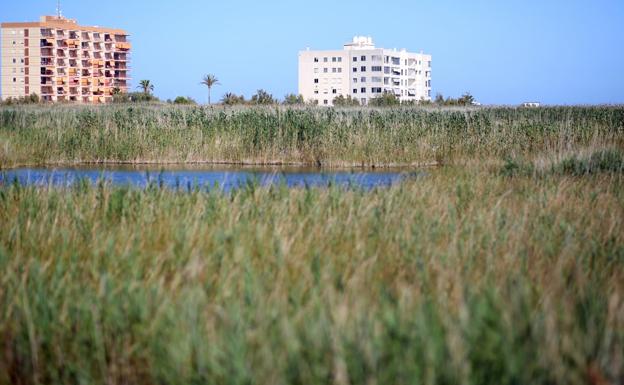 La falta de fumigación dispara las plagas de mosquito tigre