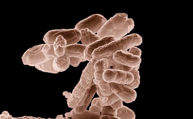 ¿Qué es la bacteria escherichia coli que invade la costa valenciana?