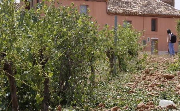 El temporal obliga a cerrar otra vez las playas y daña 18.000 hectáreas de vid