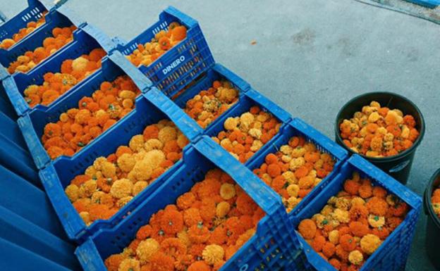 Cómo participar en el sorteo de palcos de la Batalla de Flores 2019 en Valencia