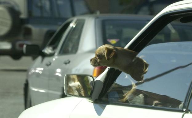 Denunciada por dejar a su perro 45 minutos en el coche a 35 grados