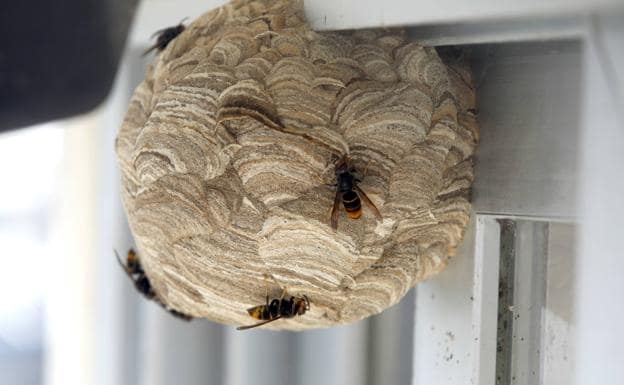 Destruyen con explosivos los nidos de avispa asiática en Asturias
