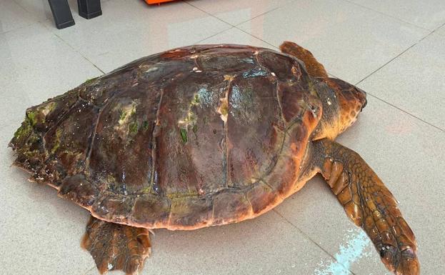 Rescatan a una tortuga boba herida en la cabeza en la costa de Benissa