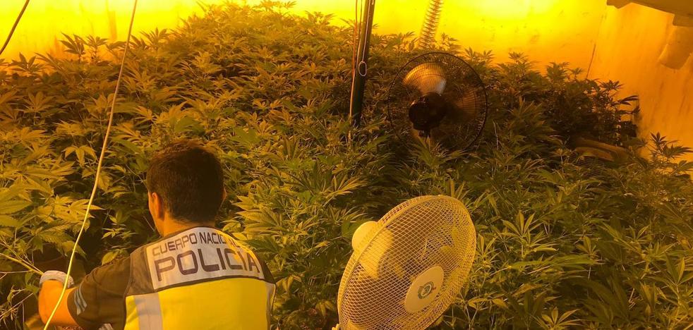 Detenida una familia por cultivar marihuana en un laboratorio de su casa de Daimús