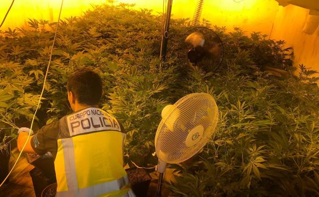 Detenida una familia por cultivar marihuana en un laboratorio de su casa de Daimús