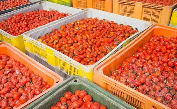 Los 145.000 kilos de 'munición' de La Tomatina salen hacia Buñol