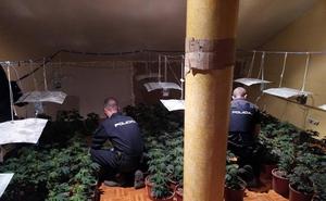 Detenidas tres personas en Gandia por tráfico y cultivo de más de 300 plantas de marihuana