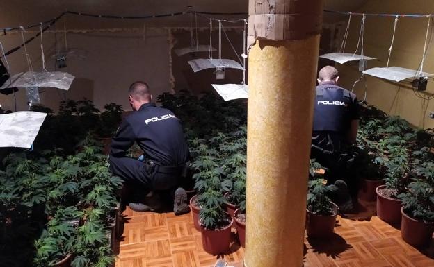 Detenidas tres personas en Gandia por tráfico y cultivo de más de 300 plantas de marihuana