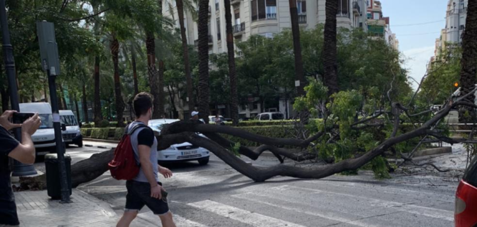 Cortan al tráfico Reino de Valencia por la caída de un árbol